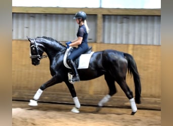 Hannoveraner, Stute, 4 Jahre, 165 cm, Rappe