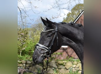 Hannoveraner, Stute, 4 Jahre, 165 cm, Rappe
