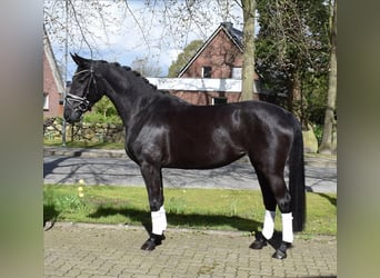 Hannoveraner, Stute, 4 Jahre, 165 cm, Rappe