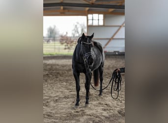 Hannoveraner, Stute, 4 Jahre, 165 cm, Rappe