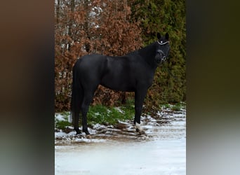 Hannoveraner, Stute, 4 Jahre, 165 cm, Rappe