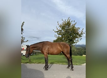 Hannoveraner Mix, Stute, 4 Jahre, 165 cm, Rotbrauner