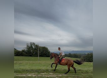 Hannoveraner Mix, Stute, 4 Jahre, 165 cm, Rotbrauner
