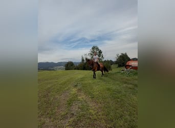 Hannoveraner Mix, Stute, 4 Jahre, 165 cm, Rotbrauner