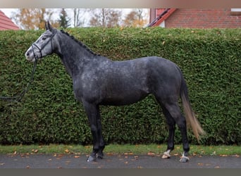 Hannoveraner, Stute, 4 Jahre, 165 cm, Schimmel