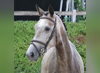 Hannoveraner, Stute, 4 Jahre, 165 cm, Schimmel