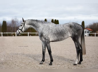 Hannoveraner, Stute, 4 Jahre, 165 cm, Schimmel