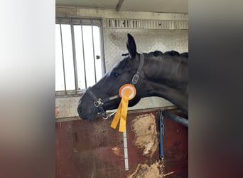 Hannoveraner, Stute, 4 Jahre, 165 cm, Schwarzbrauner