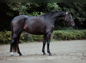 Hannoveraner, Stute, 4 Jahre, 165 cm, Schwarzbrauner