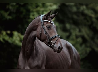 Hannoveraner, Stute, 4 Jahre, 165 cm, Schwarzbrauner