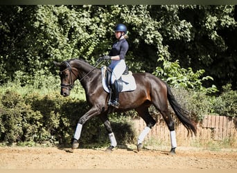 Hannoveraner, Stute, 4 Jahre, 165 cm, Schwarzbrauner