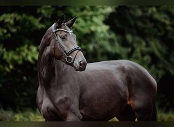 Hannoveraner, Stute, 4 Jahre, 165 cm, Schwarzbrauner