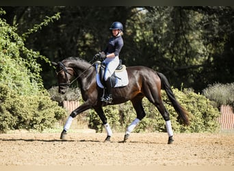 Hannoveraner, Stute, 4 Jahre, 165 cm, Schwarzbrauner