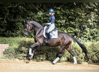 Hannoveraner, Stute, 4 Jahre, 165 cm, Schwarzbrauner