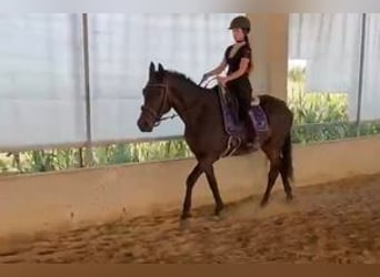 Hannoveraner, Stute, 4 Jahre, 165 cm, Schwarzbrauner
