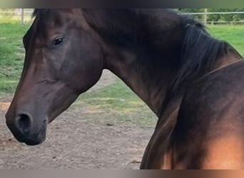 Hannoveraner, Stute, 4 Jahre, 165 cm, Schwarzbrauner