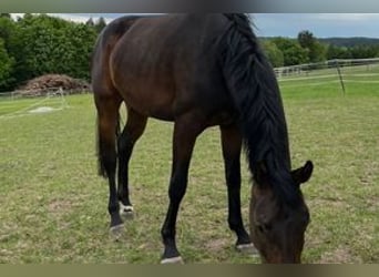 Hannoveraner, Stute, 4 Jahre, 165 cm, Schwarzbrauner