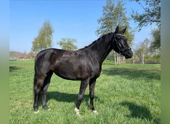 Hannoveraner, Stute, 4 Jahre, 165 cm, Schwarzbrauner