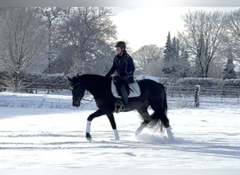Hannoveraner, Stute, 4 Jahre, 165 cm, Schwarzbrauner