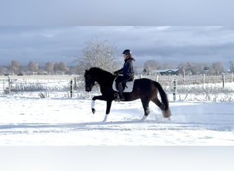 Hannoveraner, Stute, 4 Jahre, 165 cm, Schwarzbrauner