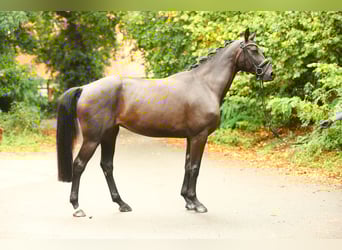 Hannoveraner, Stute, 4 Jahre, 165 cm, Schwarzbrauner