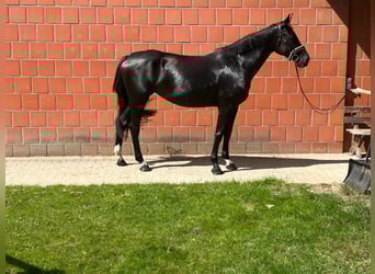 Hannoveraner, Stute, 4 Jahre, 165 cm, Schwarzbrauner