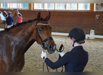 Hannoveraner, Stute, 4 Jahre, 166 cm, Brauner