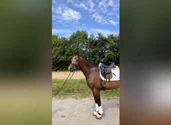 Hannoveraner, Stute, 4 Jahre, 166 cm, Brauner