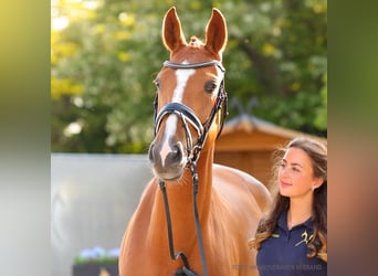 Hannoveraner, Stute, 4 Jahre, 166 cm, Brauner