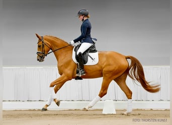Hannoveraner, Stute, 4 Jahre, 166 cm, Brauner