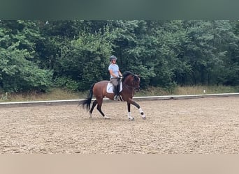 Hannoveraner, Stute, 4 Jahre, 166 cm, Brauner