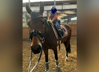 Hannoveraner, Stute, 4 Jahre, 166 cm, Brauner