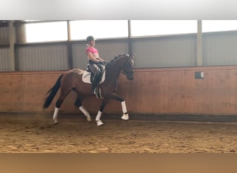 Hannoveraner, Stute, 4 Jahre, 166 cm, Brauner