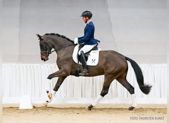 Hannoveraner, Stute, 4 Jahre, 166 cm, Dunkelbrauner