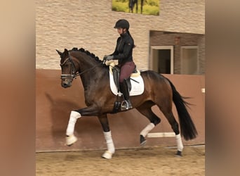 Hannoveraner, Stute, 4 Jahre, 166 cm, Dunkelbrauner