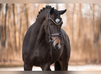 Hannoveraner, Stute, 4 Jahre, 166 cm, Dunkelbrauner