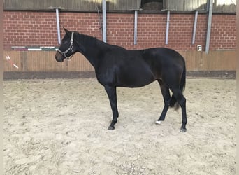 Hannoveraner, Stute, 4 Jahre, 166 cm, Dunkelbrauner