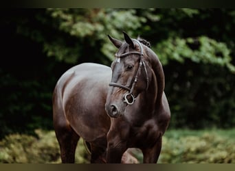Hannoveraner, Stute, 4 Jahre, 166 cm, Dunkelbrauner