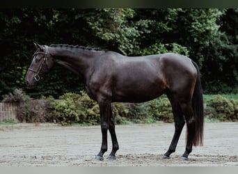 Hannoveraner, Stute, 4 Jahre, 166 cm, Dunkelbrauner
