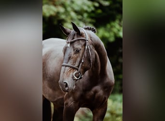 Hannoveraner, Stute, 4 Jahre, 166 cm, Dunkelbrauner