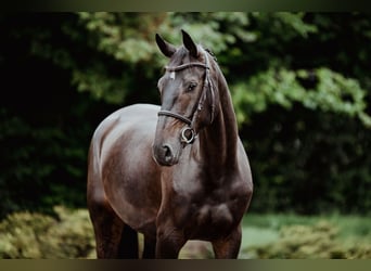 Hannoveraner, Stute, 4 Jahre, 166 cm, Dunkelbrauner