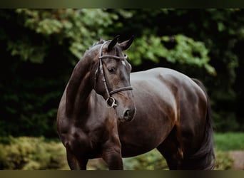 Hannoveraner, Stute, 4 Jahre, 166 cm, Dunkelbrauner