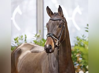 Hannoveraner, Stute, 4 Jahre, 166 cm, Dunkelbrauner