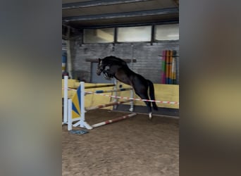 Hannoveraner, Stute, 4 Jahre, 166 cm, Dunkelbrauner