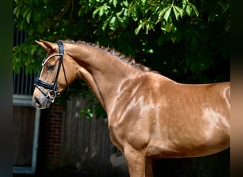 Hannoveraner, Stute, 4 Jahre, 166 cm, Dunkelfuchs
