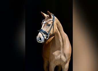Hannoveraner, Stute, 4 Jahre, 166 cm, Dunkelfuchs