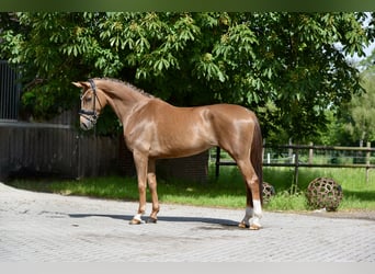 Hannoveraner, Stute, 4 Jahre, 166 cm, Dunkelfuchs