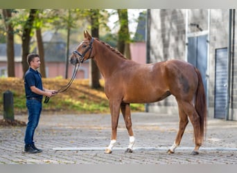 Hannoveraner, Stute, 4 Jahre, 166 cm, Dunkelfuchs