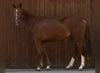 Hannoveraner, Stute, 4 Jahre, 166 cm, Dunkelfuchs