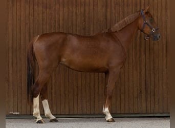 Hannoveraner, Stute, 4 Jahre, 166 cm, Dunkelfuchs